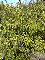 rhus ovata